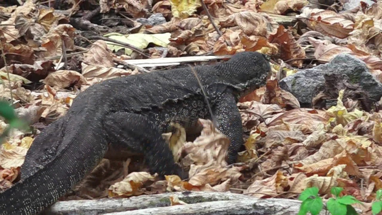 water monitor lizard borneo