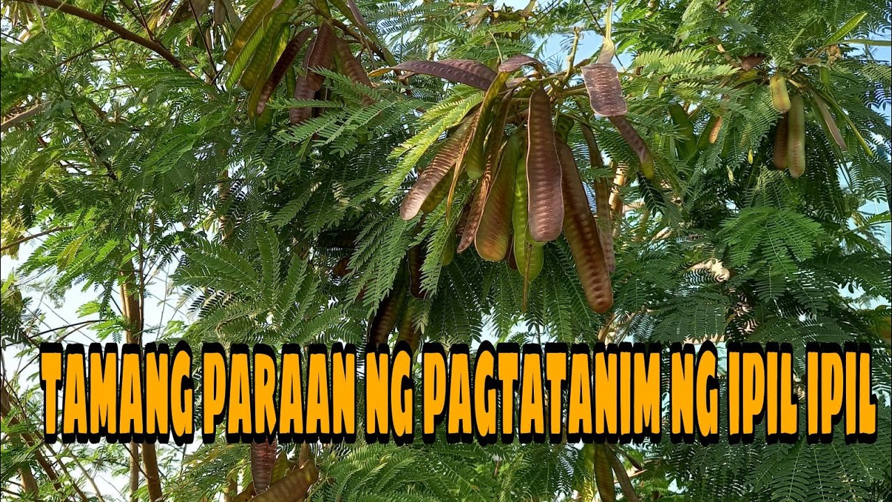 IPIL IPIL || ANONG MAGANDANG KLASE NG BUTO ANG DAPAT ITANIM?