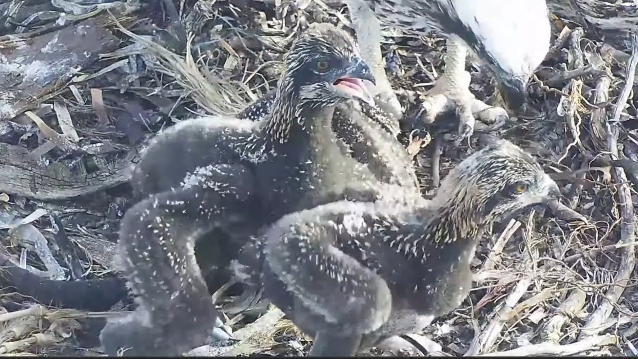 Port_Lincoln Osprey | Big bob first time aggressive on siblings during feeding | Oct 09, 2022