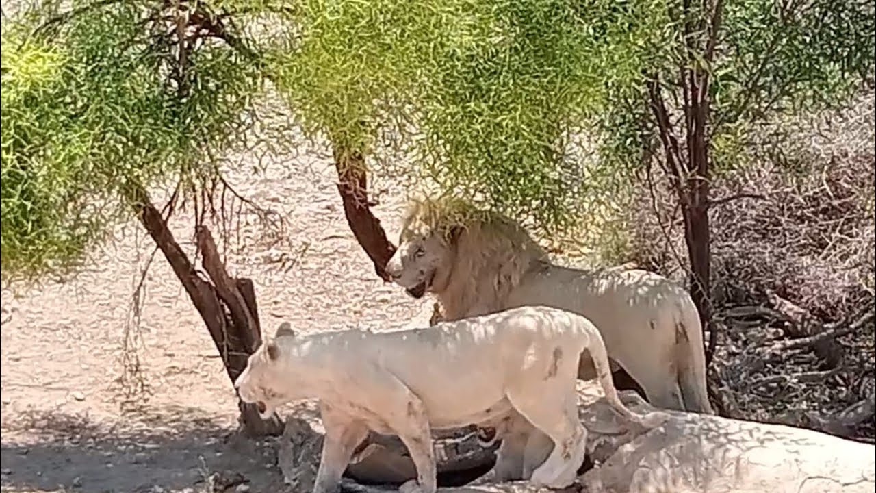 فيديو لعشاق الحيوانات البرية/حديقة الحيوانات بفريقيا