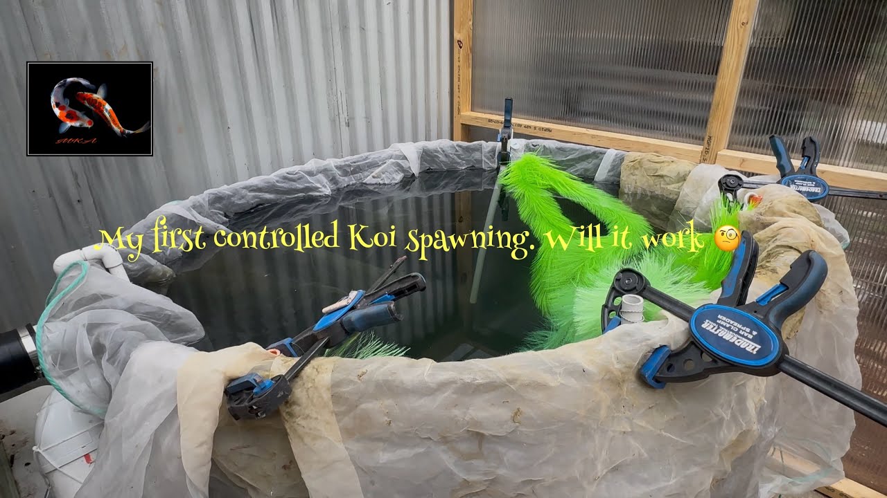 Koi spawning 2025 Part 1 😎 #pondmaintenance #koi 