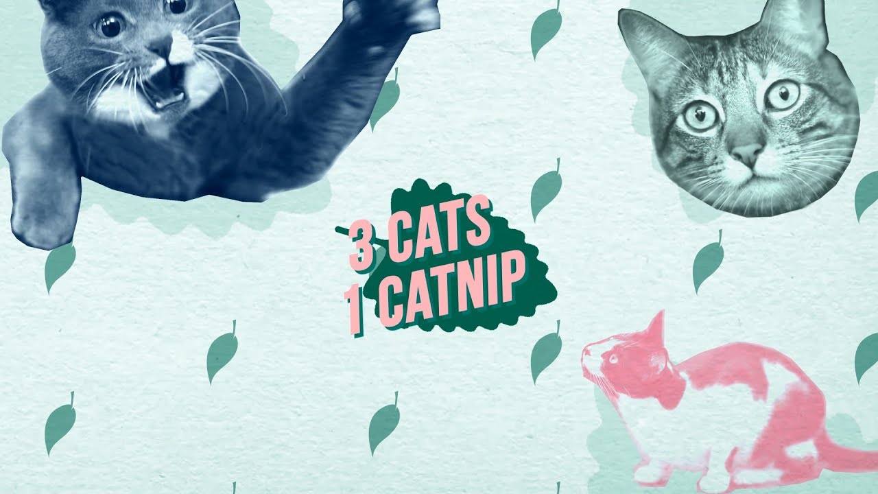 Catnip en GATOS ¿Que efectos tiene? 🙀🌿 | ¿Servirá para tu gato?