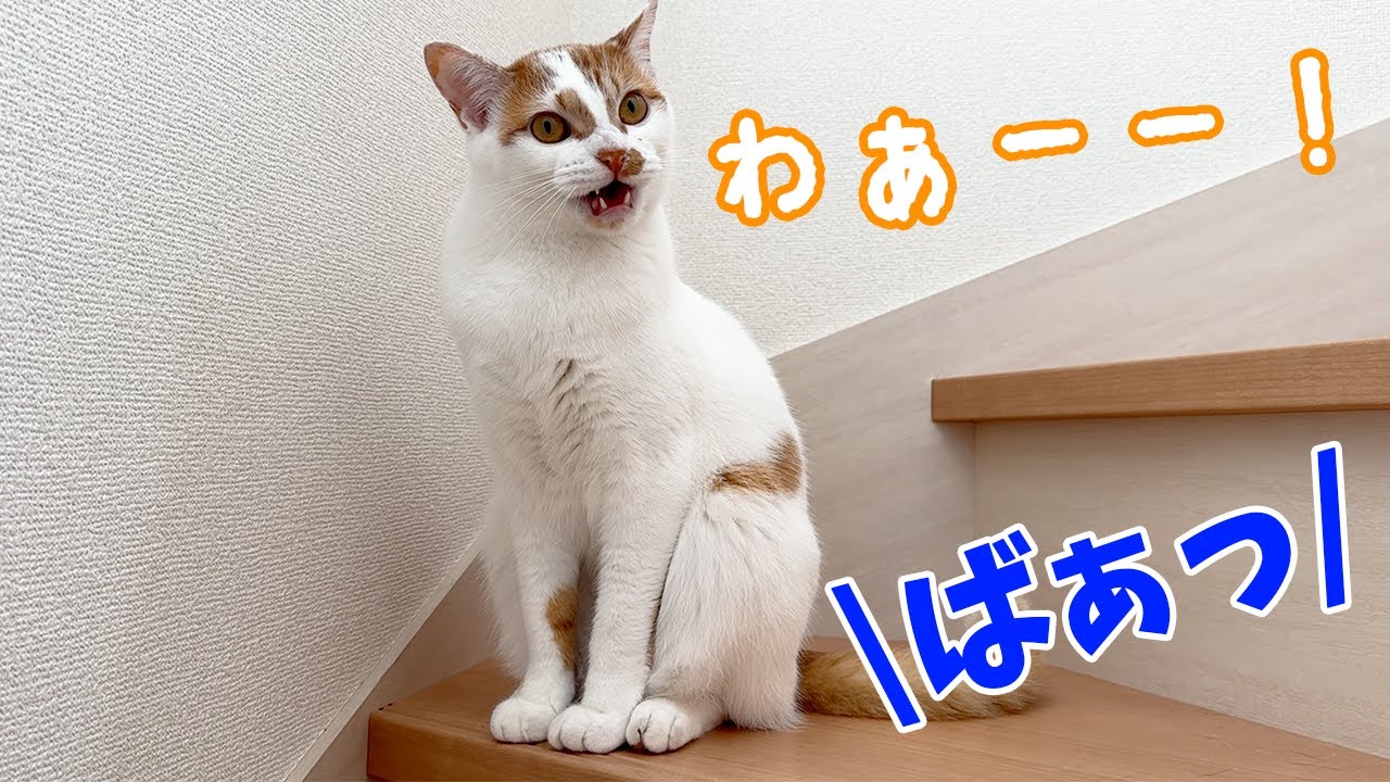 末っ子トロがチロさんに似てきました…！！