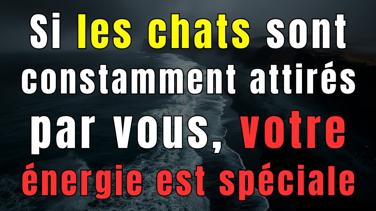 Quand les chats vous trouvent partout, ce n'est pas un hasard : C'est une mission de protection