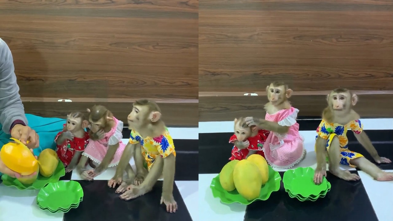 Adorable Monkey Sisters Try Sweet Mangoes 🐵🥭💛 | Cutest Snack Time Ever!