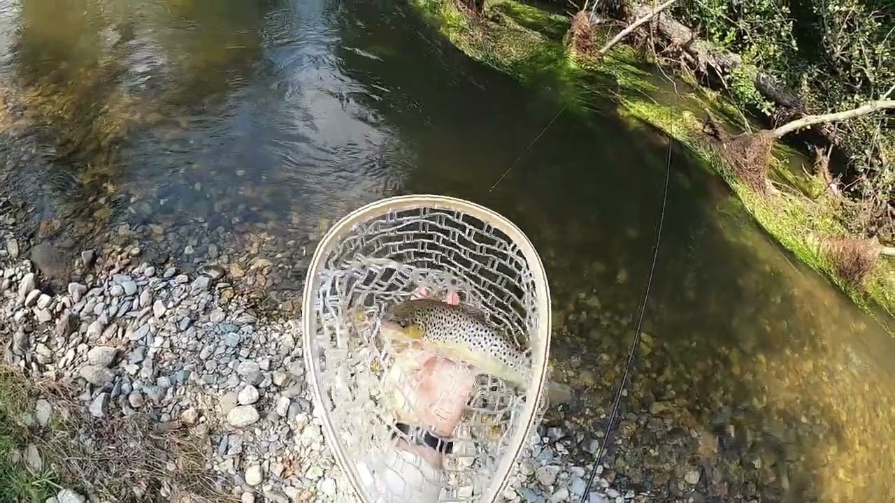 Състезателнни пъстърви на малка река / NBay Lures / Competitive trout on a small river
