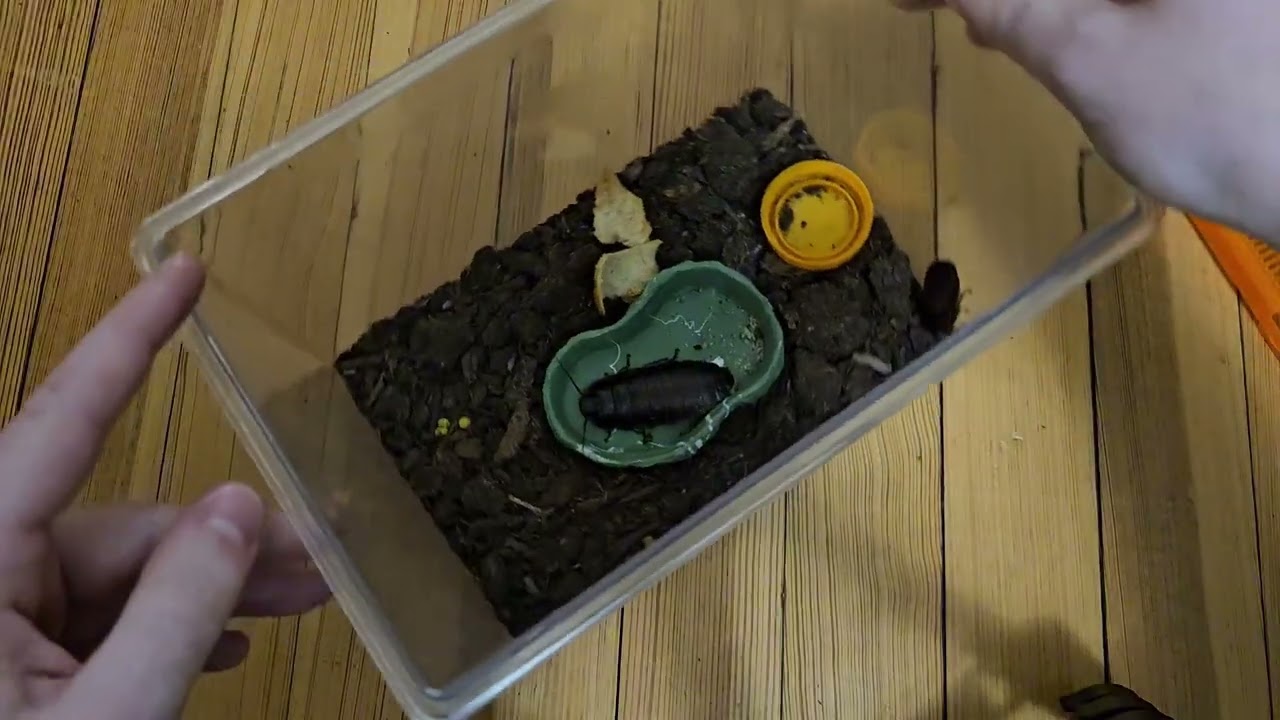 Can You Pet a Hissing Cockroach?
