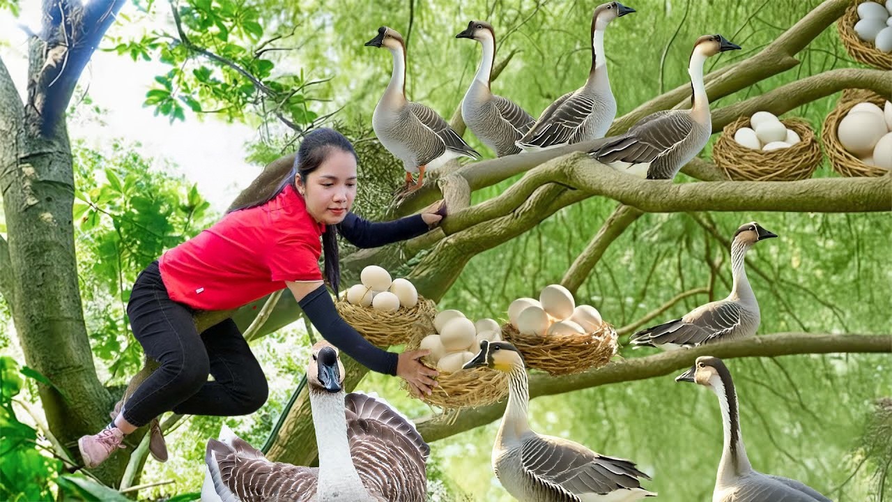 Harvesting Giant Forest Goose & Rare Goose Egg Goes To Market Sell, Take Care Ducks | Daily Garden