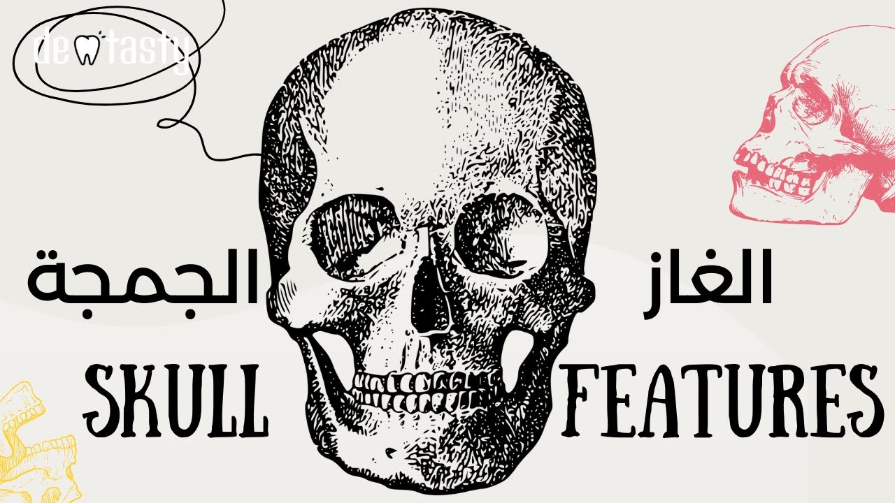 Skull anatomy (A to Z) حكاية الهيكل الذي يحمي افكارنا