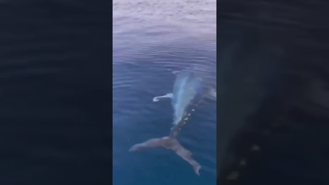 HOW IS THIS POSSIBLE?!?! 🤯 That MONSTER TUNA didn&rsquo;t even disturb the surface of the water 💦 🌊