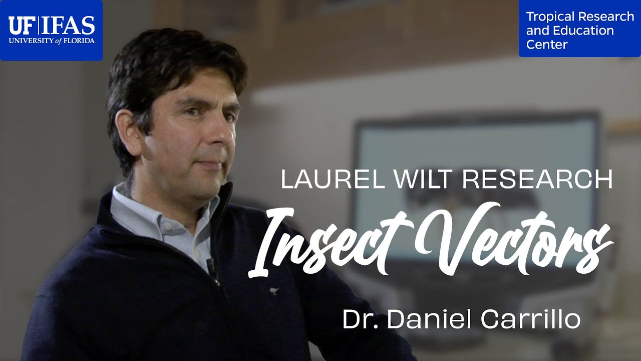 Ambrosia Beetle Biology - Dr. Daniel Carrillo