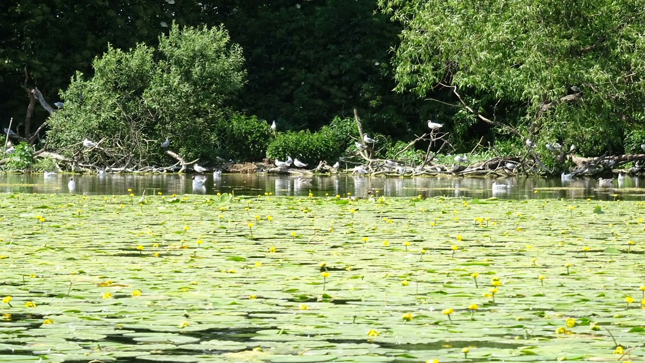 Jezioro Rudnickie Grudziądz