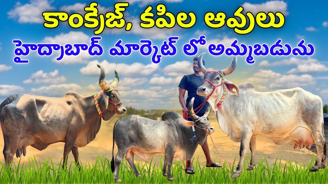 కాంక్రెజ్ కపిల ఆవులు హైదరాబాద్ మార్కెట్ లో అమ్మబడును | kankrej Kapila Cows in Hyderabad