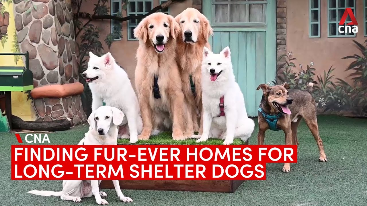 Finding forever homes for long-term shelter dogs and other rescue animals