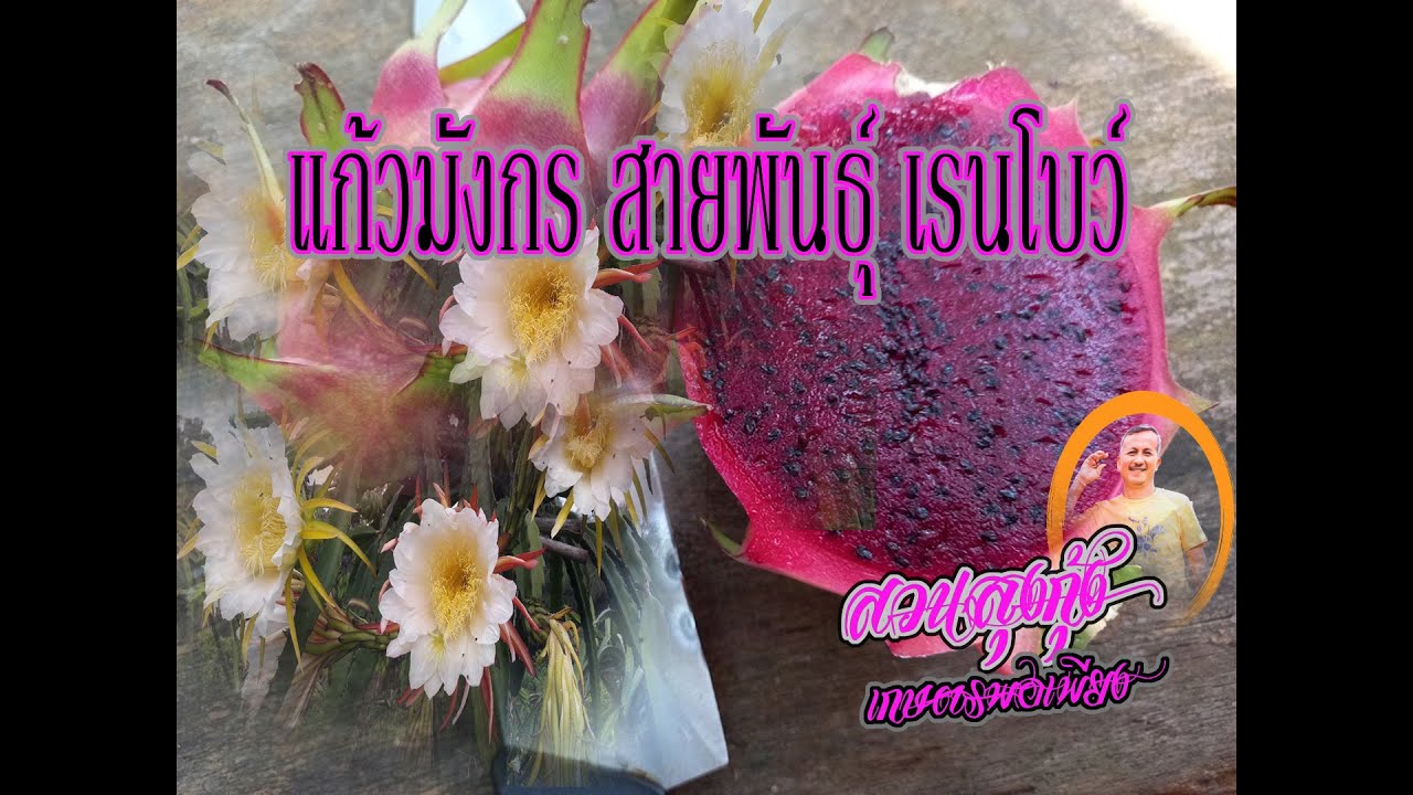 แก้วมังกร สายพันธุ์ เรนโบว์