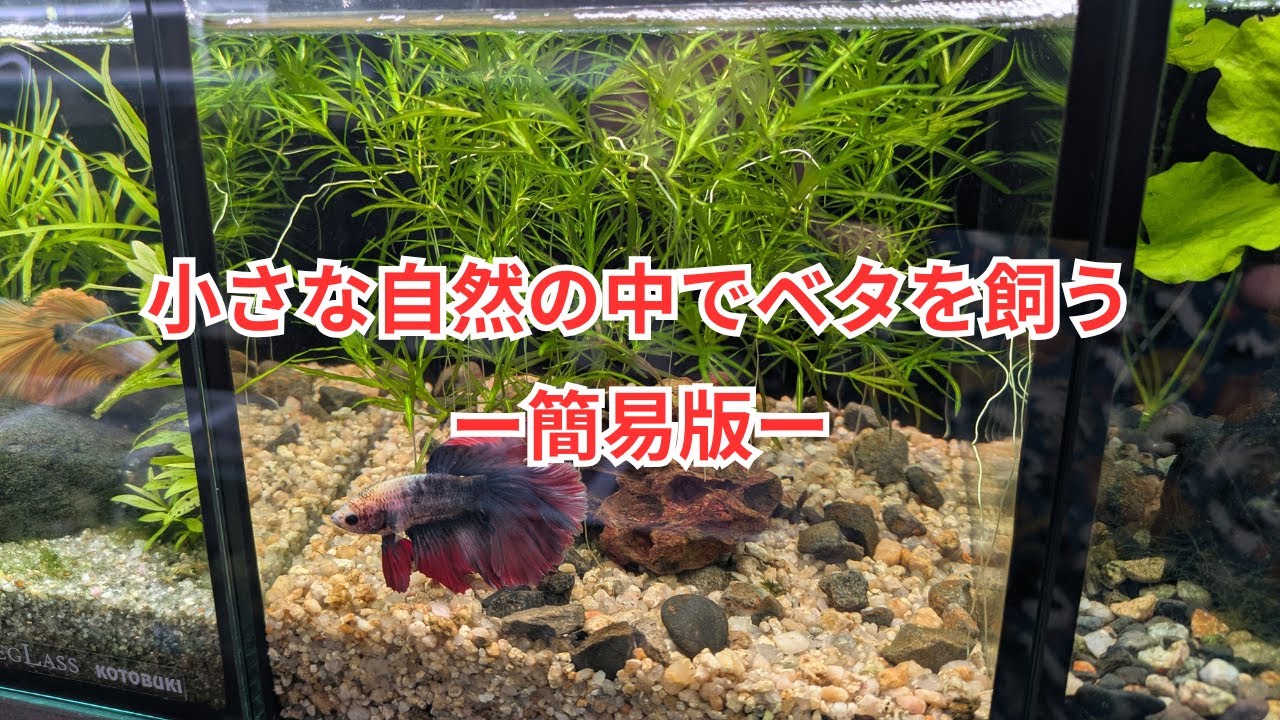 小さな自然の中でベタを飼育する方法 ー簡易版ー