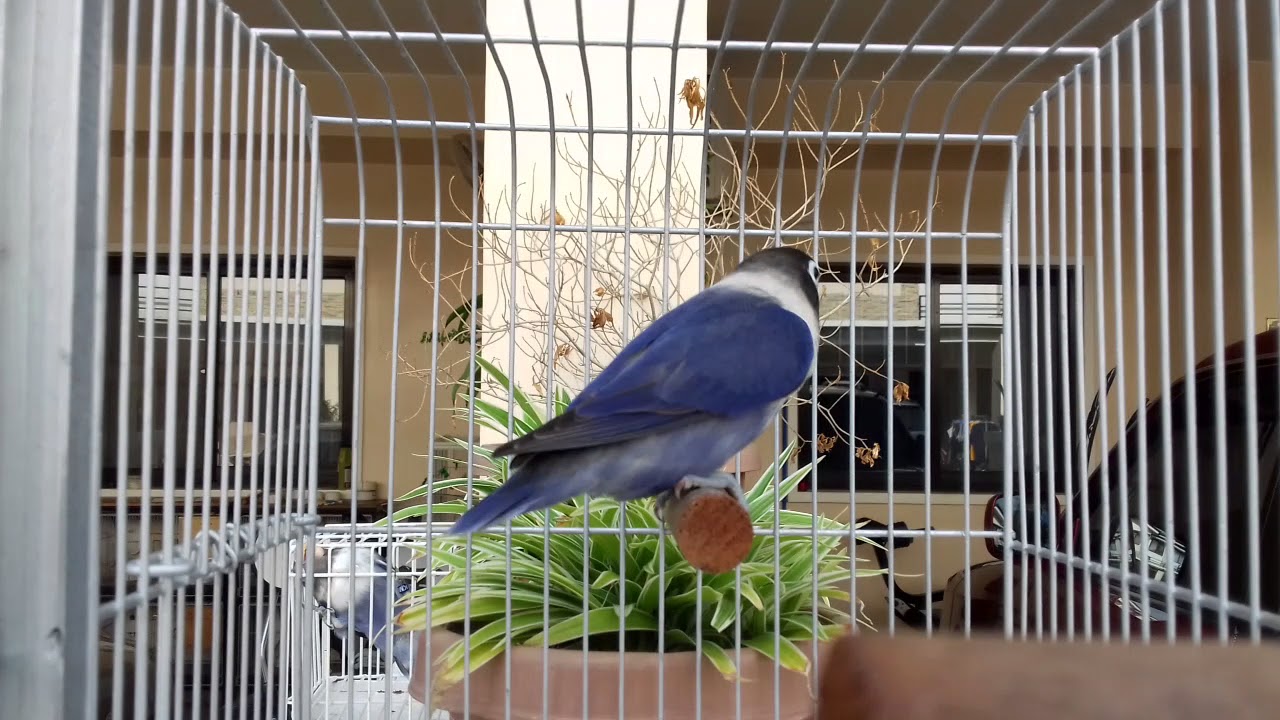Violet Personata Lovebird