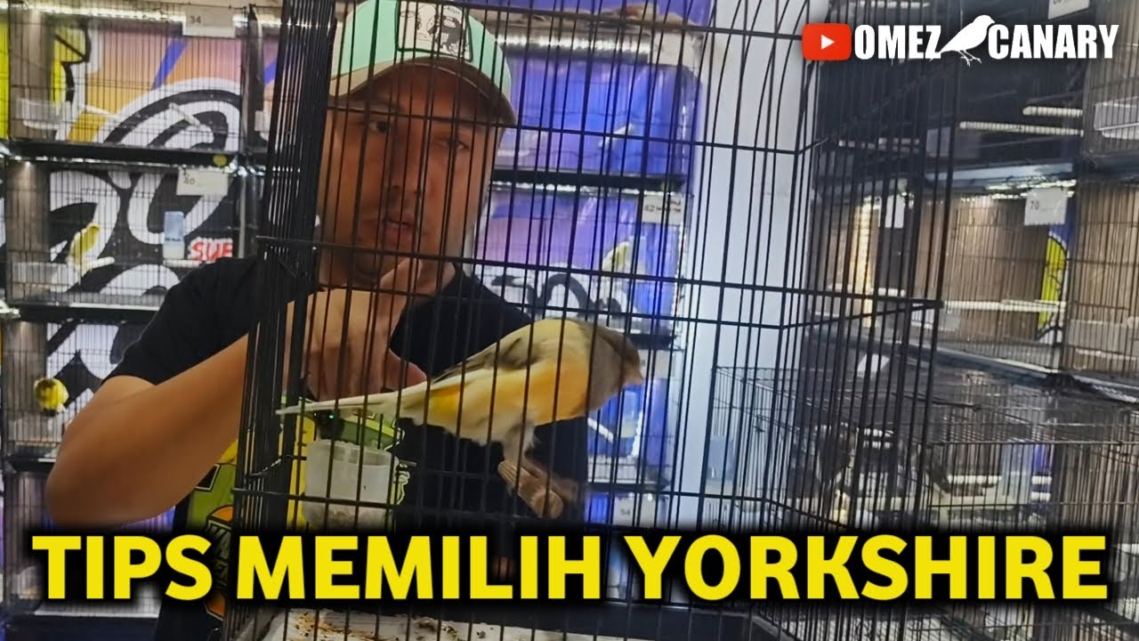 3 Tips memilih kenari yorkshire bagi pemula biar tidak bingung