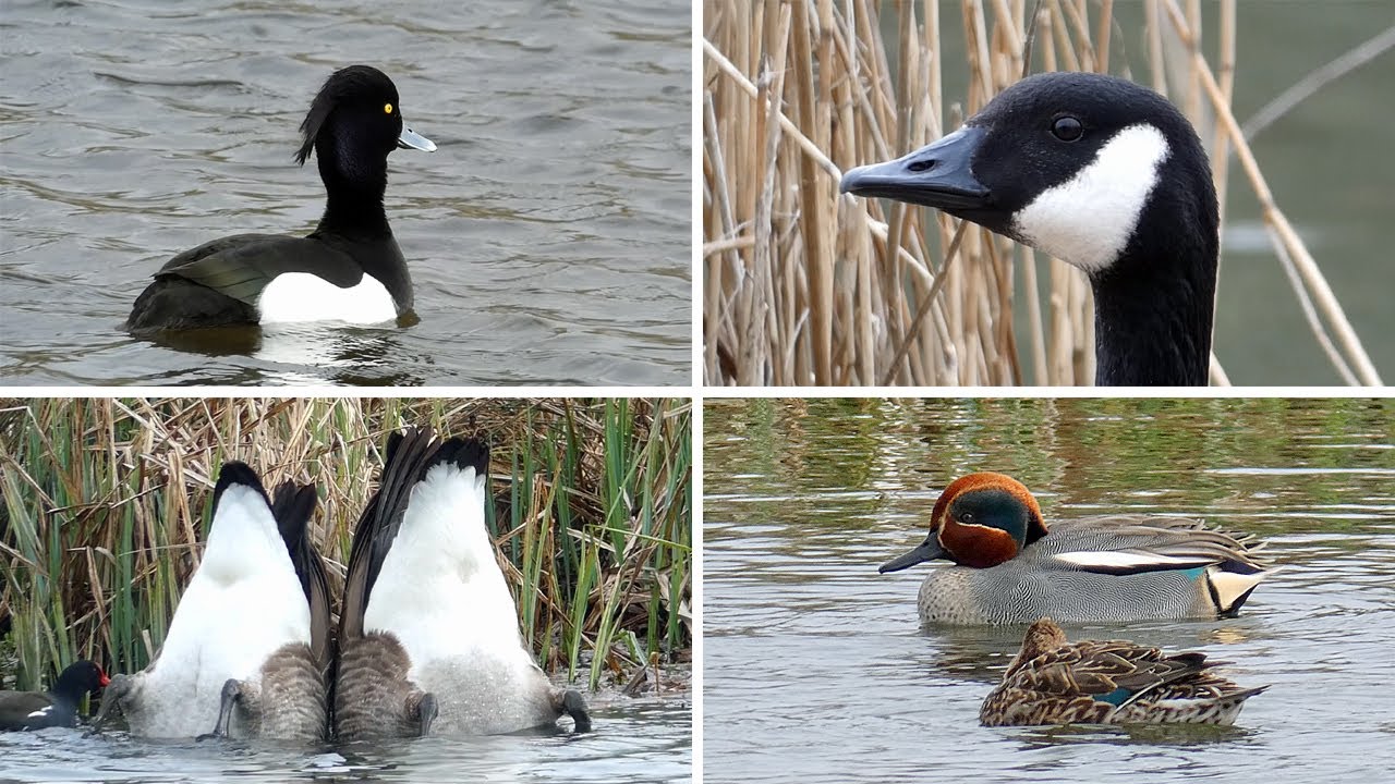 Ducks, Geese and Rails - Nature Reserve Visit