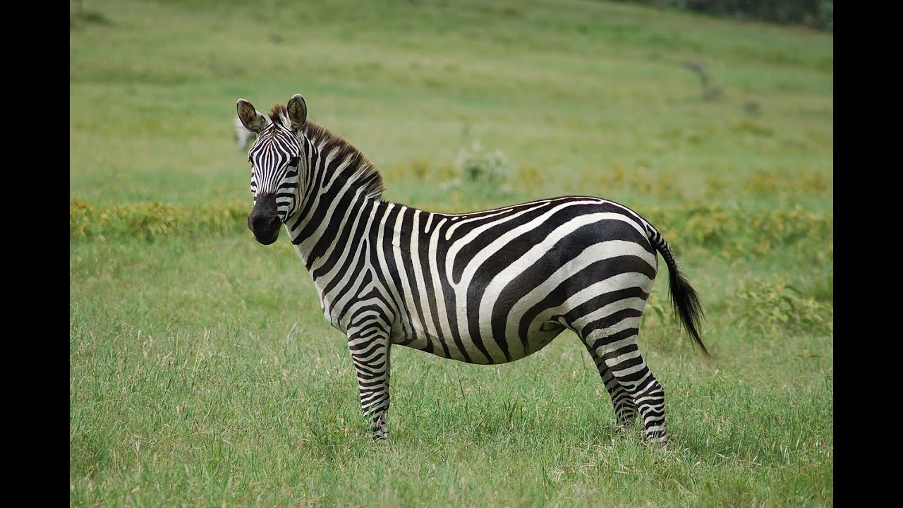 i am a zebra simp {490}