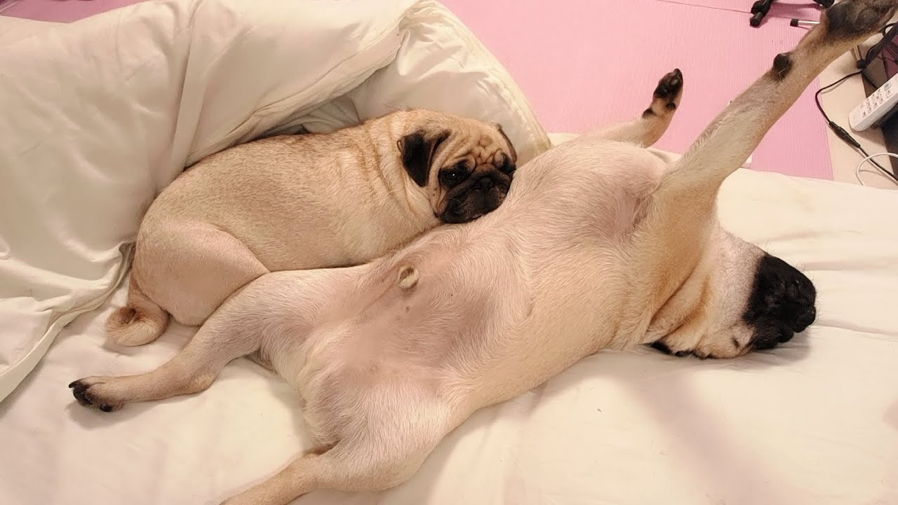 この状態で眠るパグ親子