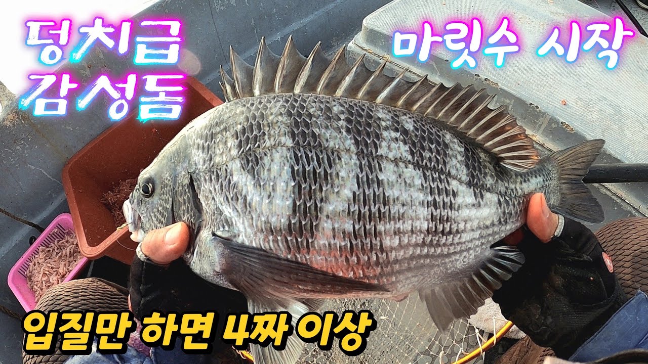 [통영로기] 455회 이제 풍화리 카고 시즌 시작 되나요?