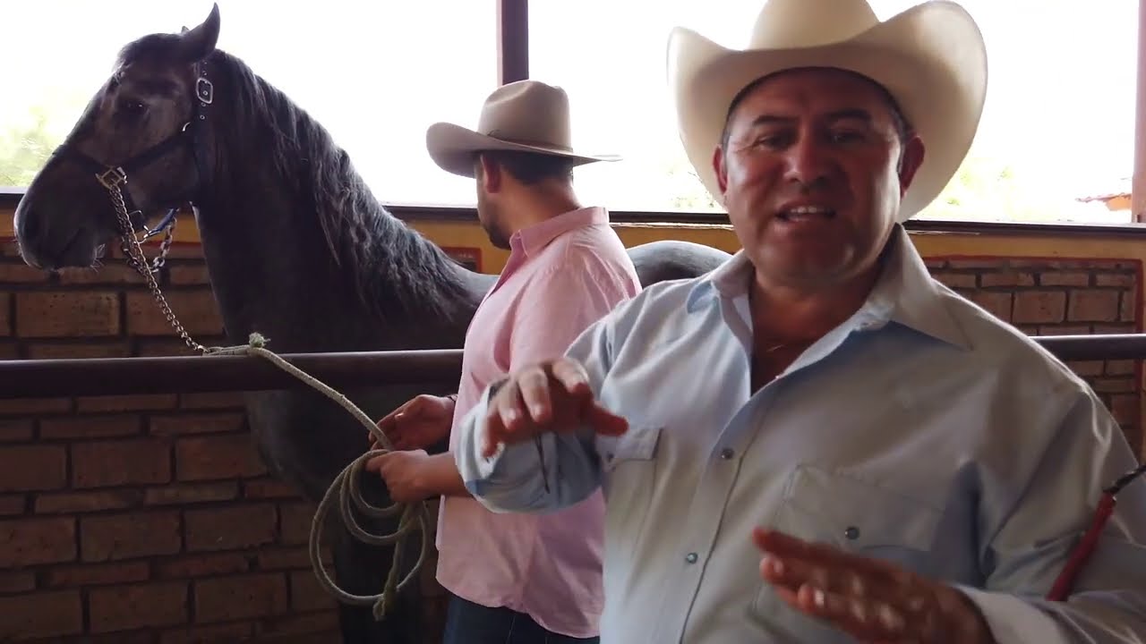Como Iniciar a tu Caballo en el Baile - Parte 1
