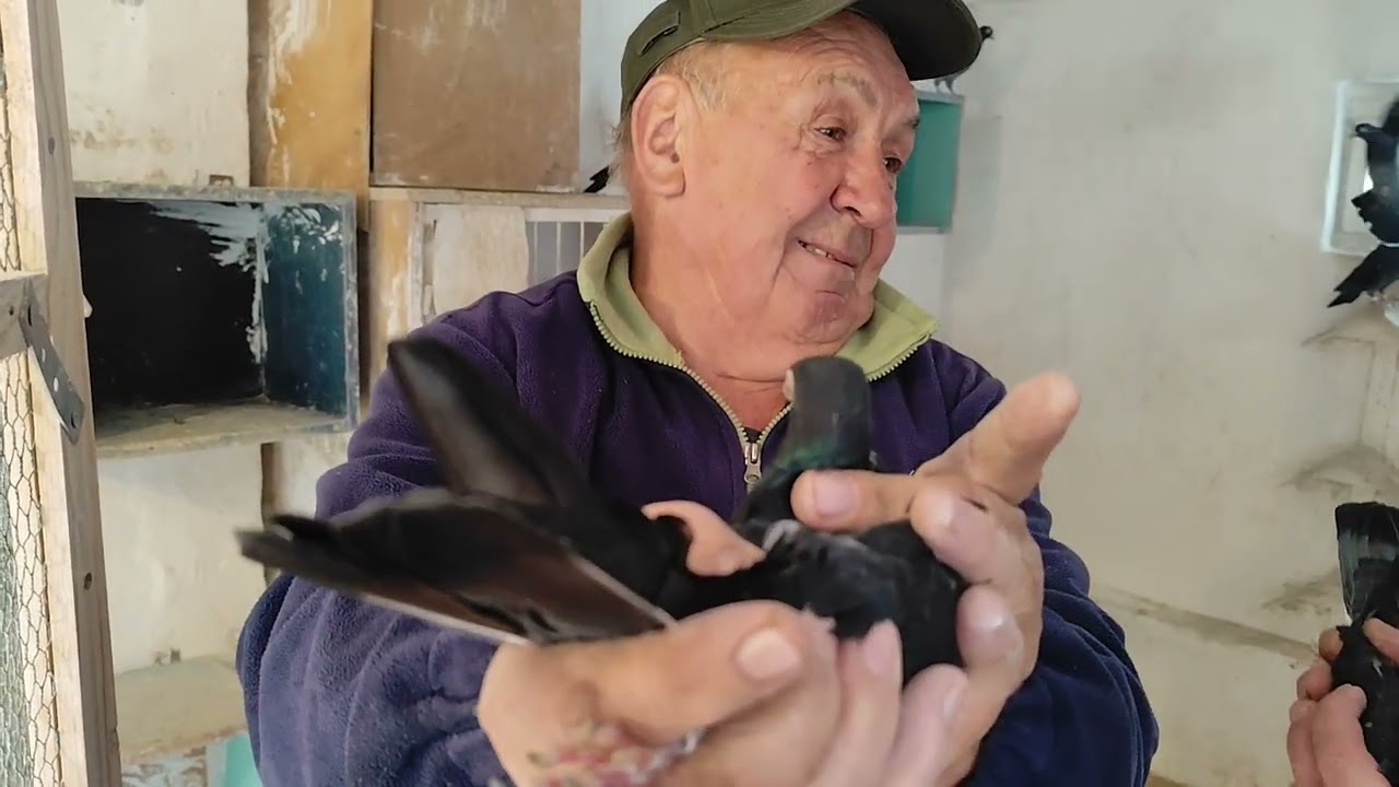 Ludzie z pasją 👏👏👏Kawał historii ✅Hodowla Tiplera Zagłębiowskiego 👍 Zapraszam na film 