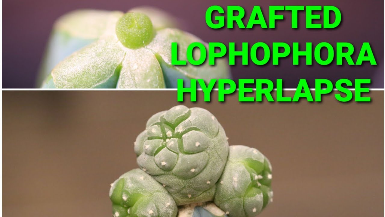 Grafted Cactus Hyperlapse #1! Lophophora Fricii (Superwhite x OP)