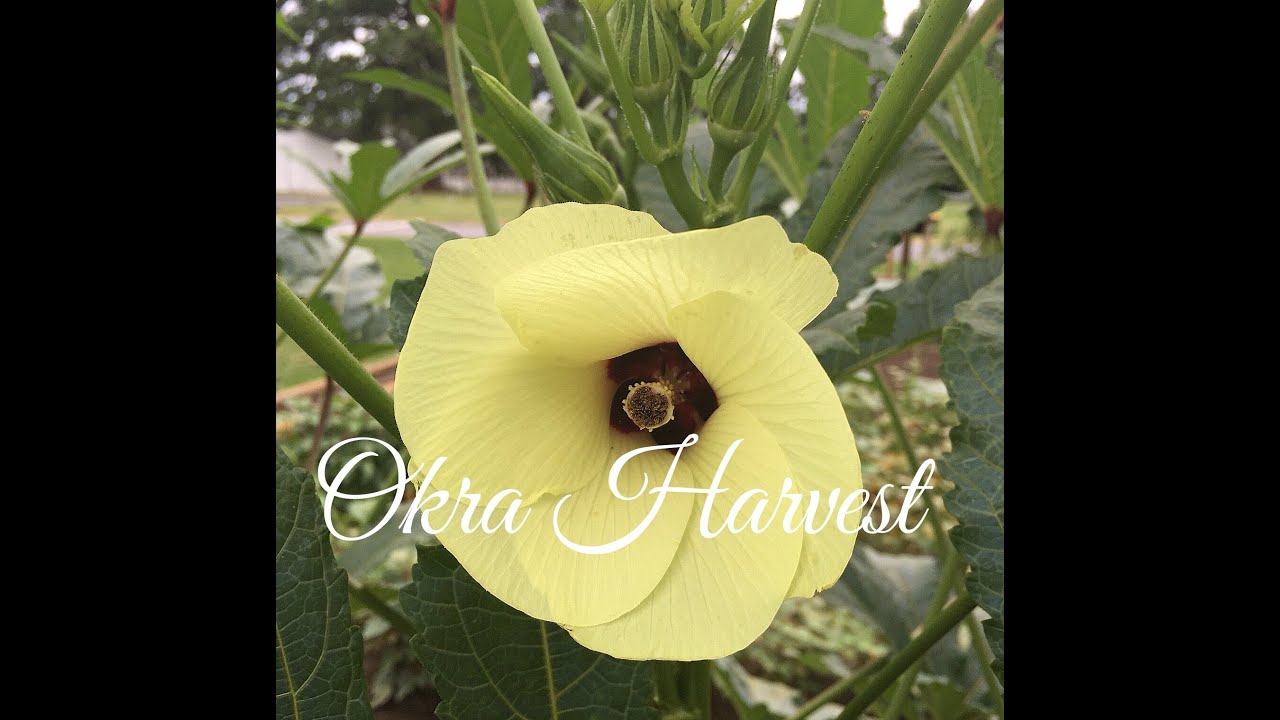 How to Harvest Okra