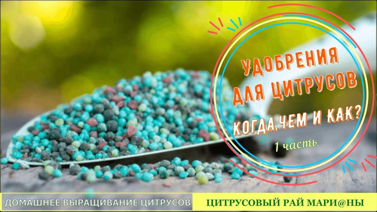 Удобрения для цитрусовых - 1 часть. Когда, чем и как? / Цитрусовый Рай МариАны