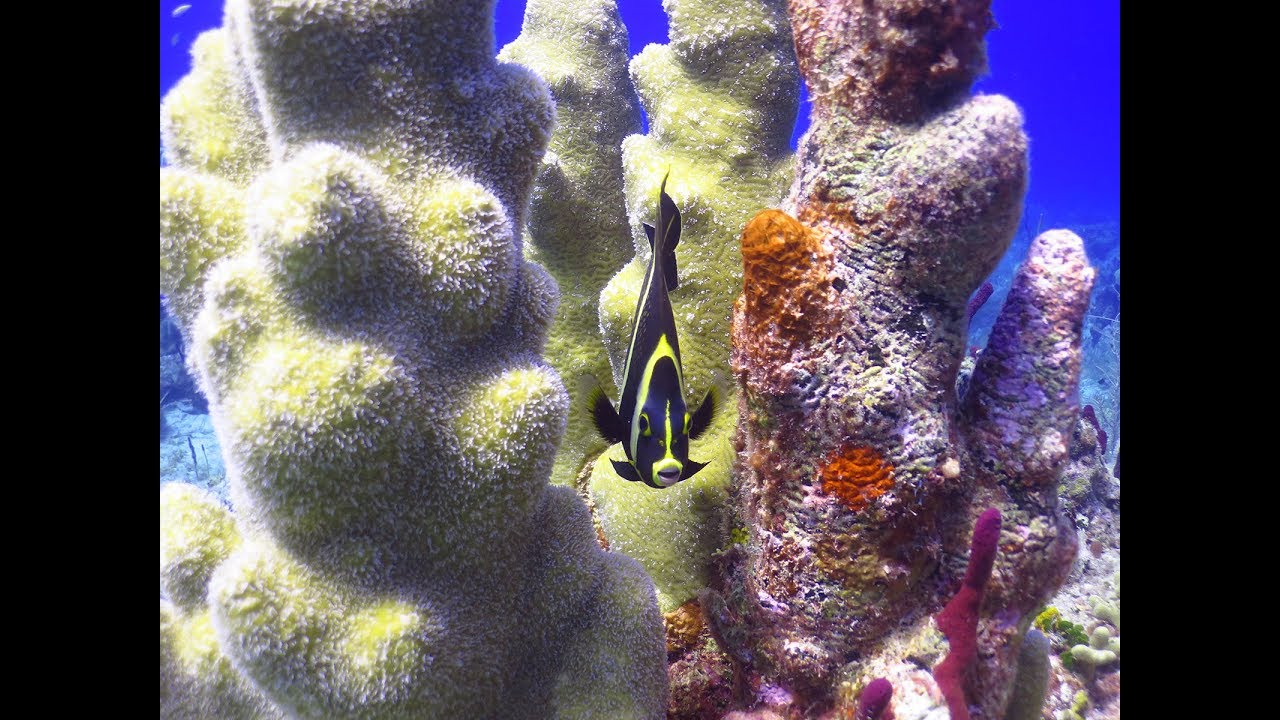 Scuba Diving PUNTA CANA, BAVARO, Dressel Divers Dive Center