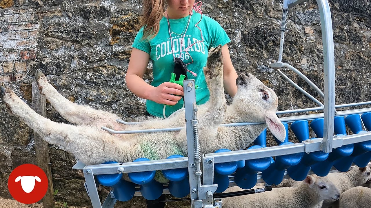 A new way to VACCINATE LAMBS