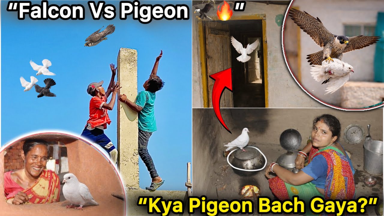 Falcon vs Pigeon 😱 || 😲 OMG! Aunty ke Ghar Se Kabutar Mil Gaya 🕊️