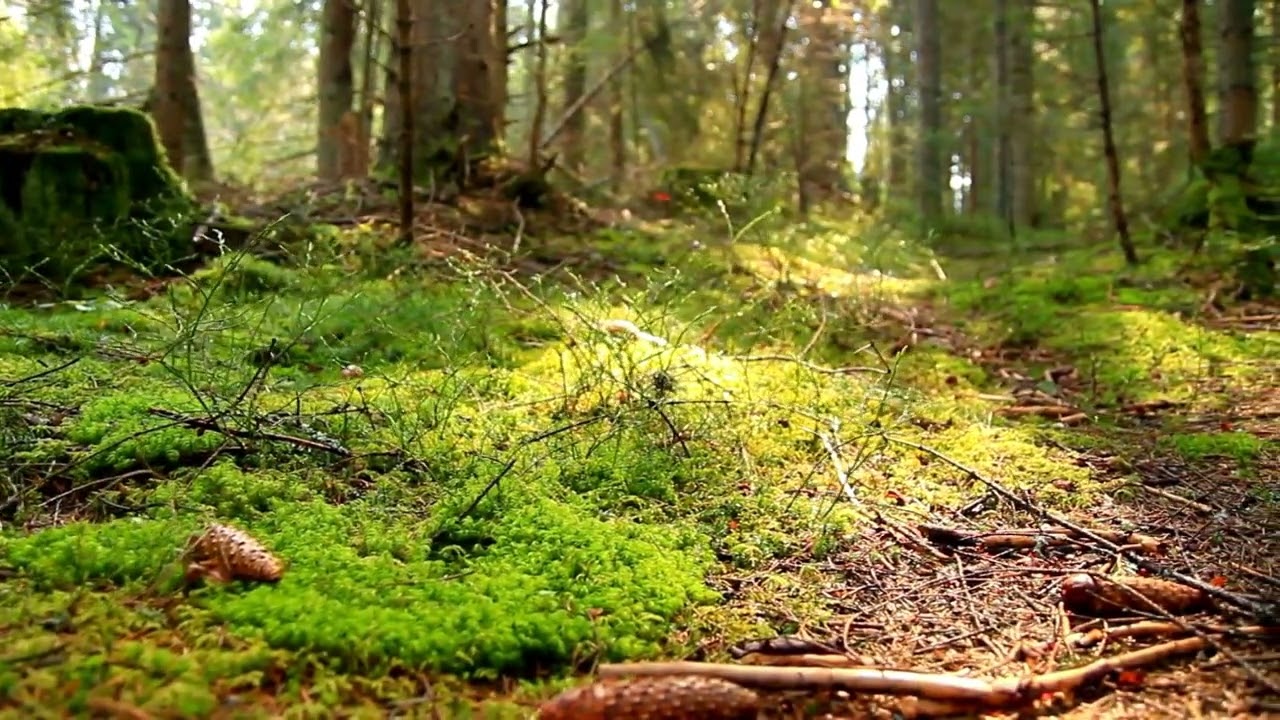 Sonidos del Bosque - Terapia de Sonidos de la Naturaleza