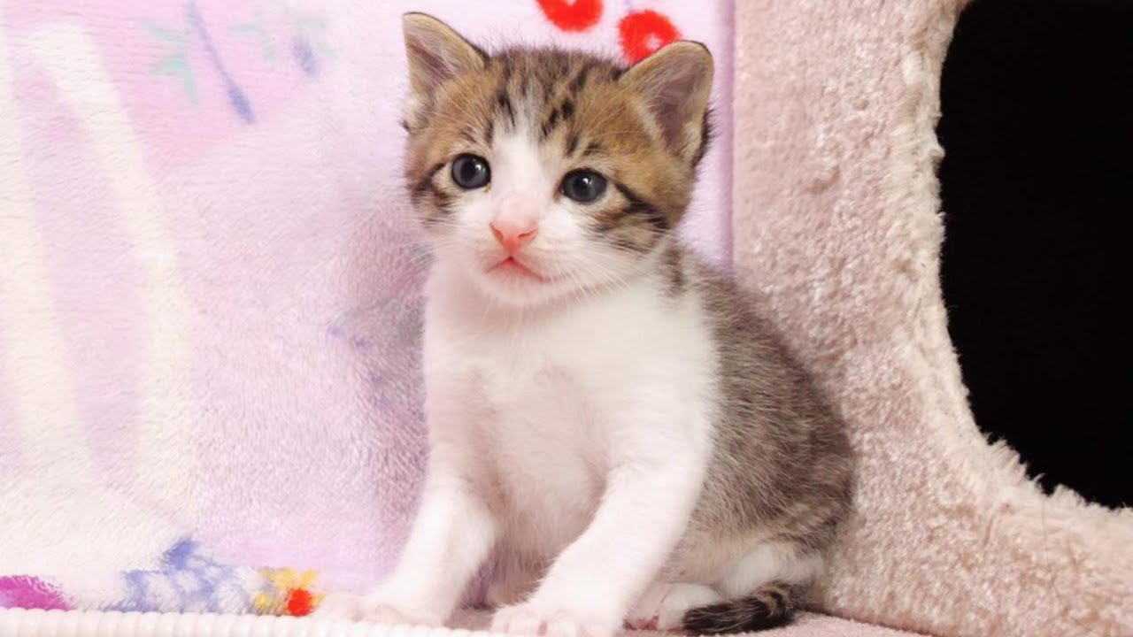 Милая мордашка котенка, пьющего молоко, успокоит вас. [Кошка под защитой]