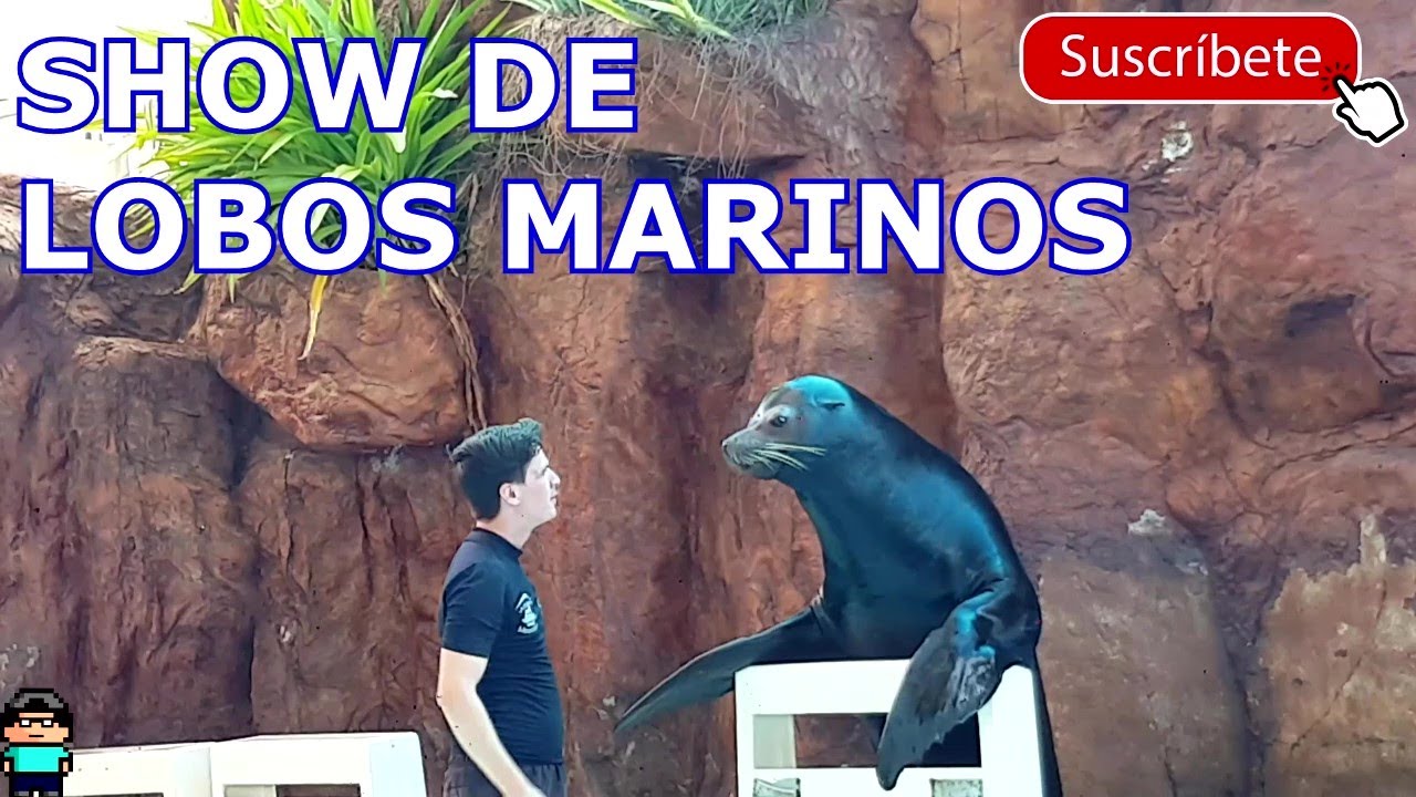Show de lobos marinos en el acuario de mazatlán | 4K