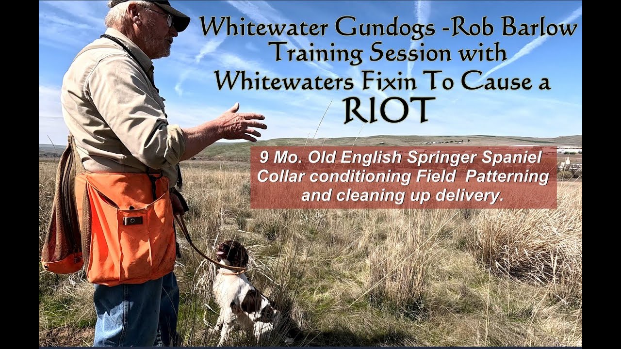 Field Hunting Training with 9 Month Old Springer Spaniel