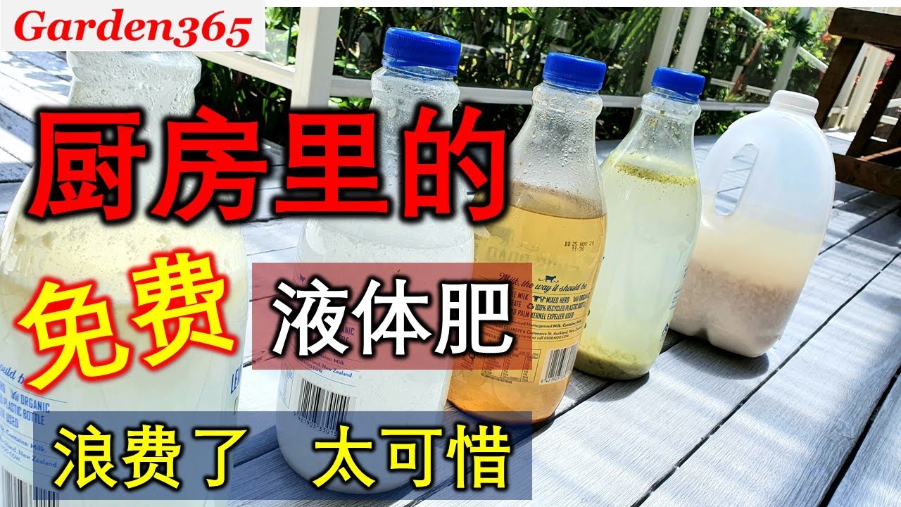 【液体肥】免费液体肥别浪费，浓度低不易烧根｜品种多😃易收集👌容易做👍