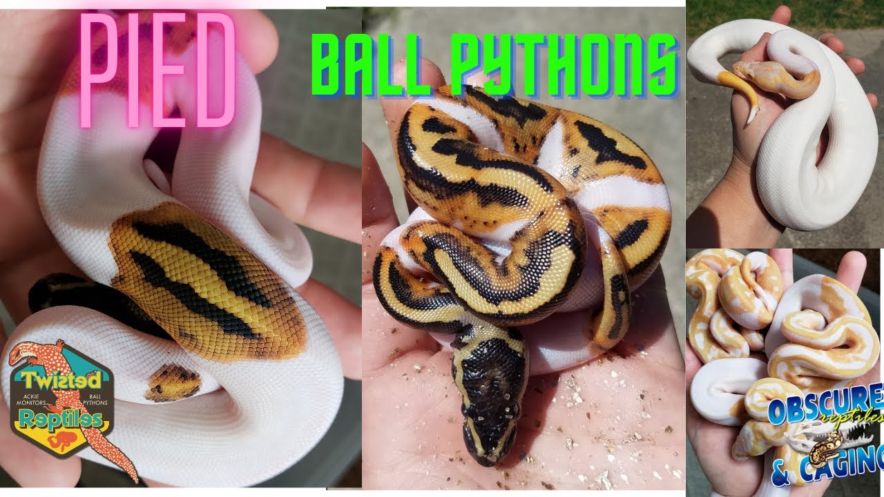 Pied Ball Python Combos