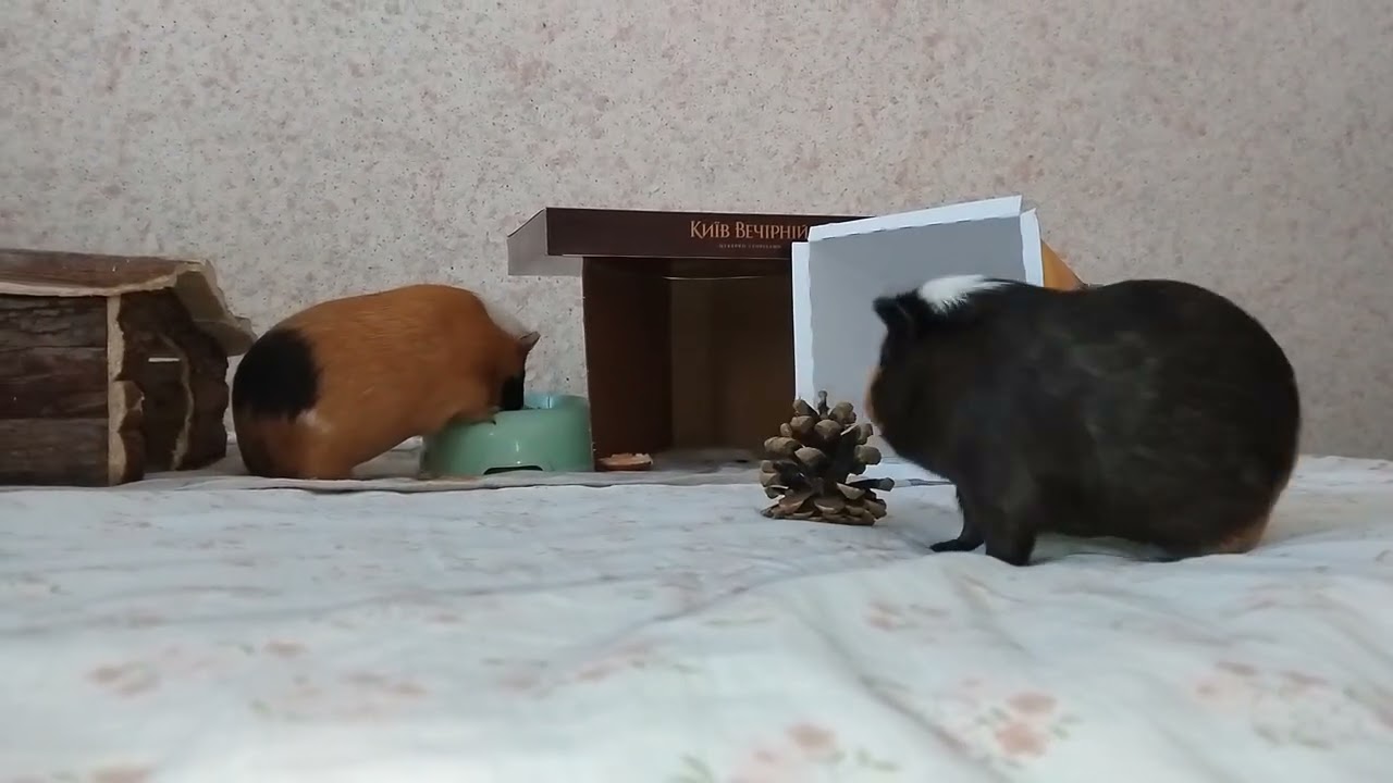 Принцеси хрюні in Dnipro. Ukraine