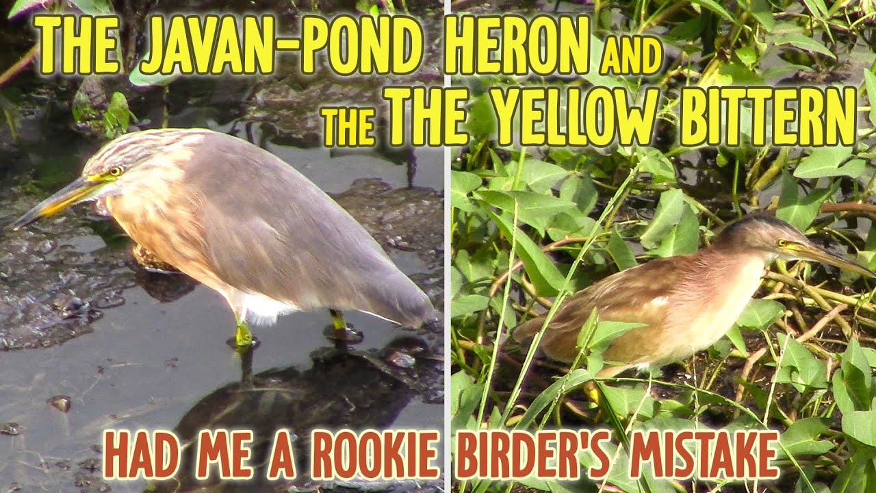 The Javan-Pond Heron and the Yellow Bittern