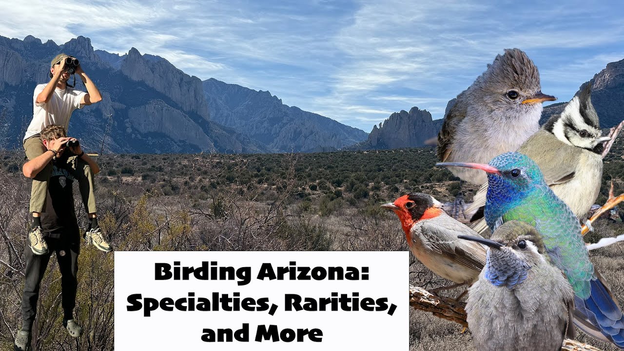 Birding Southeast Arizona (SEAZ): Specialties, Rarities, and More