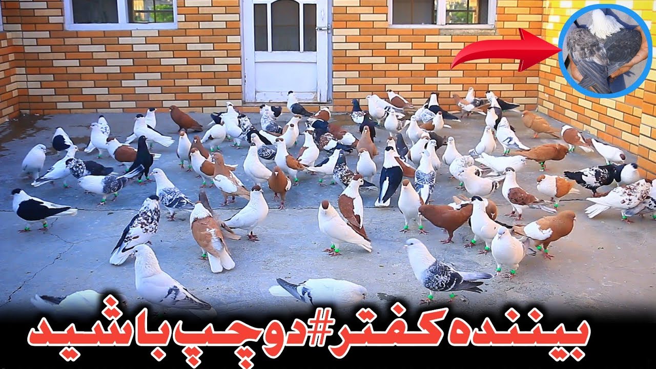 دوچپ|قیمت ترین کفترهای کابل،هر کدام ش یک شاخ پادشاهی است|کفترهای نایاب دانه دانه به دالر خریداری شده