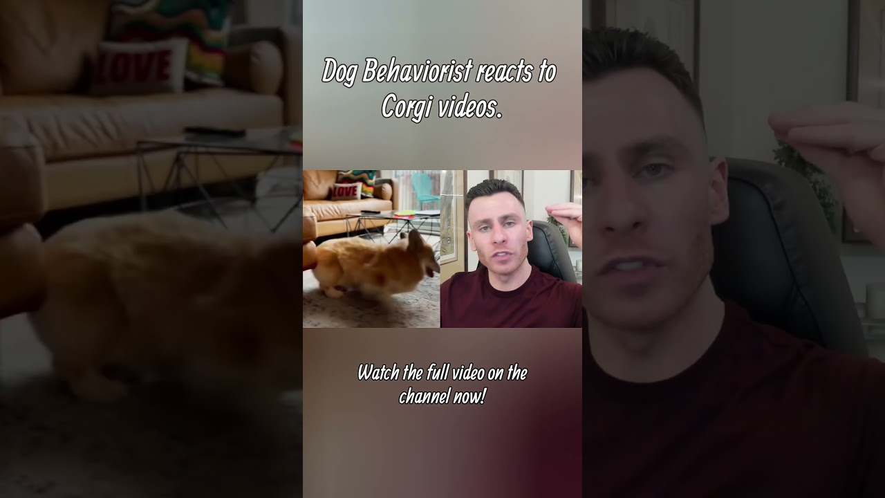 Dog trainer explains zoomies #dogs #dogtraining #puppy #corgi