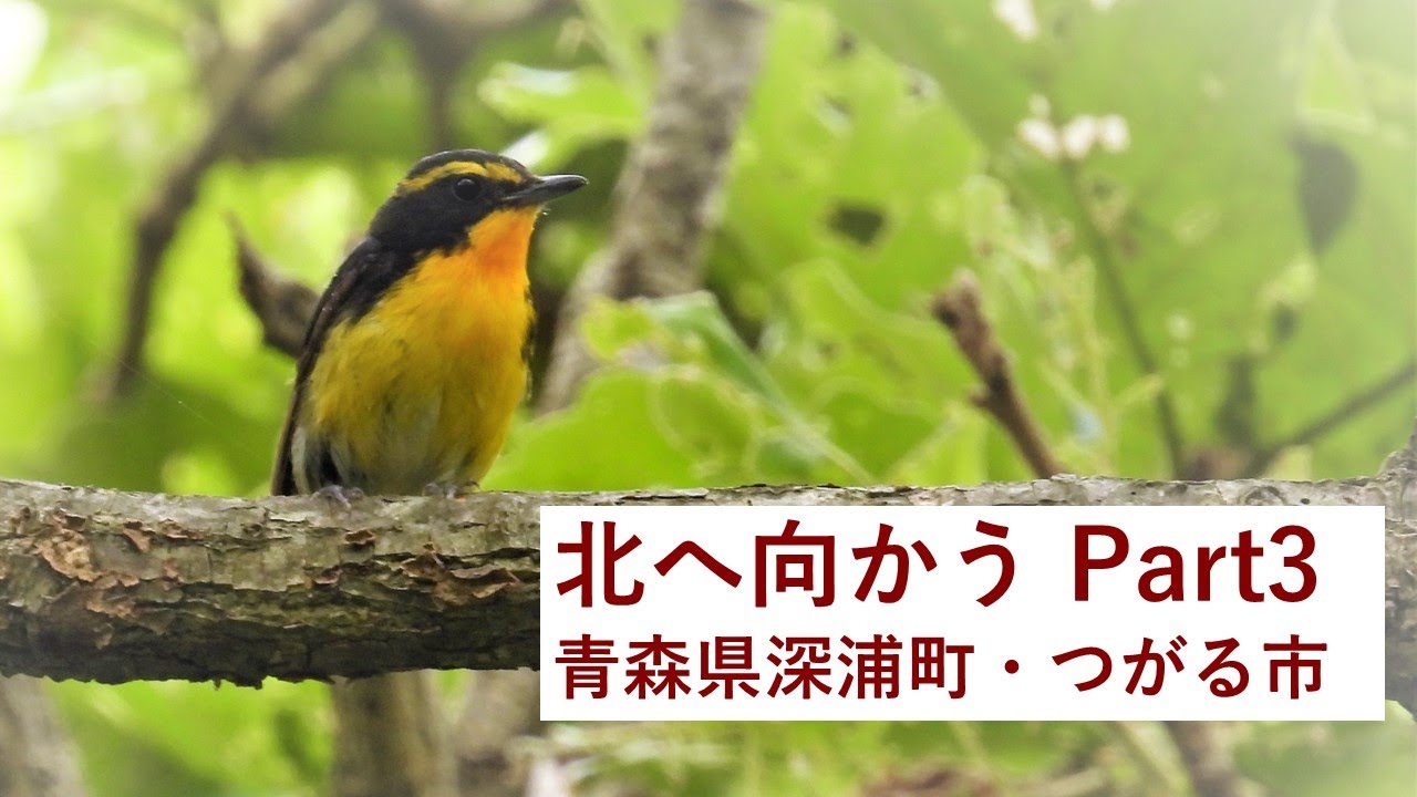 北に向かう Part3 最終編　青森県深浦町・つがる市ベンゼ湿原（6月下旬）