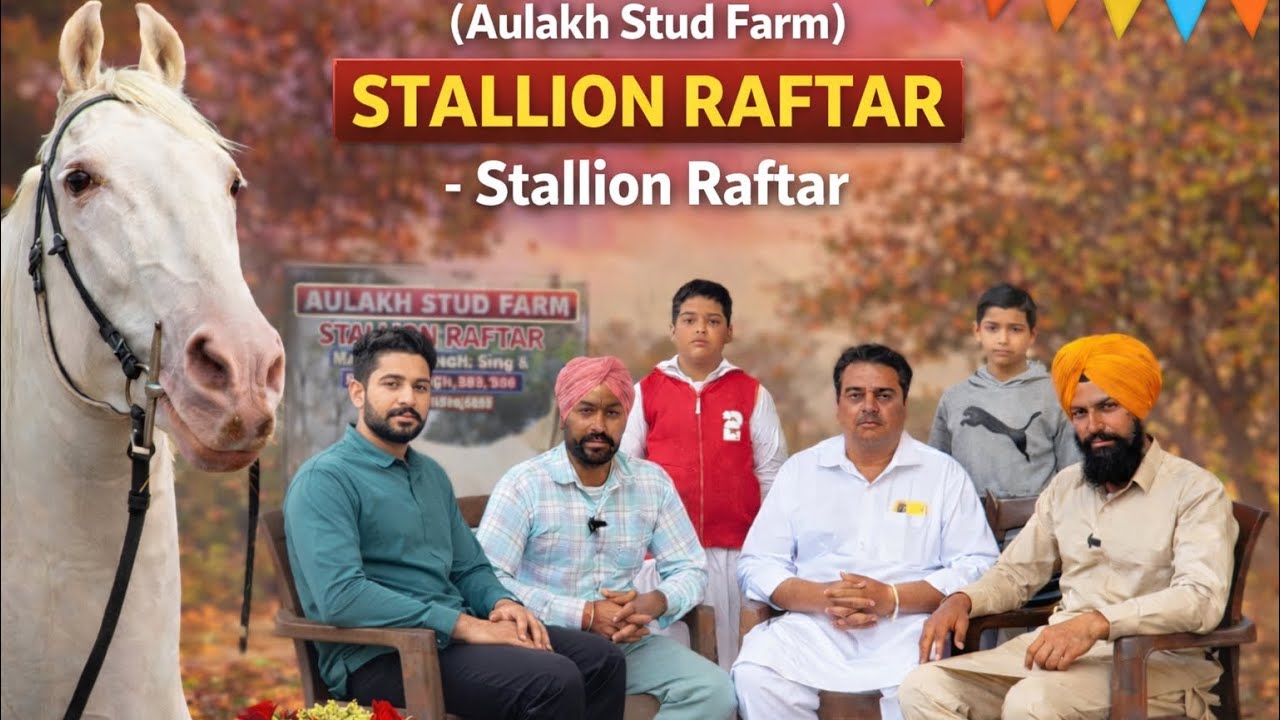 Stallion Raftar ❤️‍🔥🎠! Aulakh stud farm , stud service available 💥‼️ 
