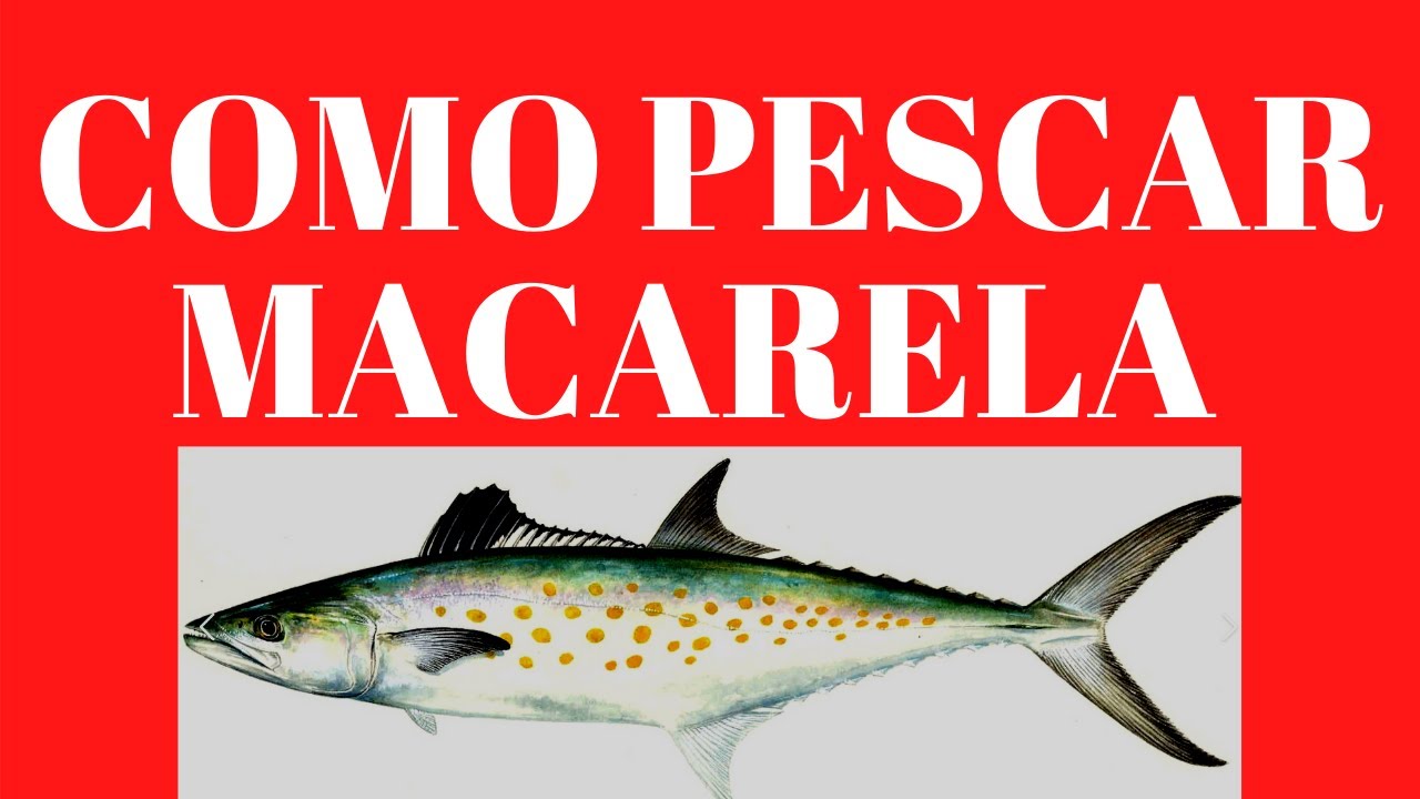 Como Pescar MACARELA TODO LO QUE NECESITA SAVER PARA ESTA PESCA !