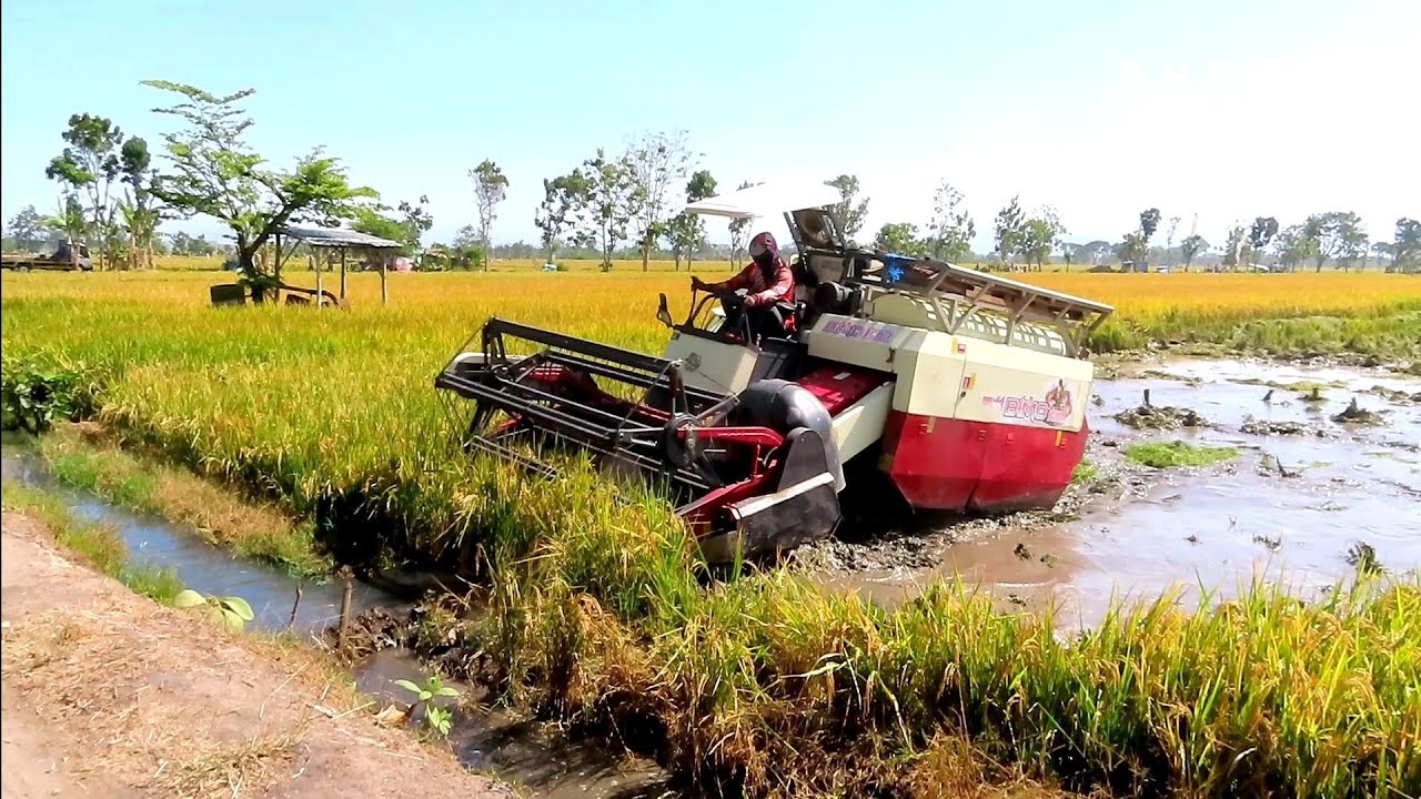 KOMBI SAWAH BESAR BIMO BERAKSI DI LAHAN LUMPUR