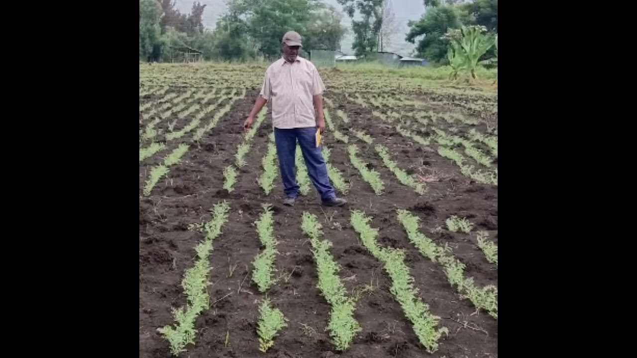 የሸክላማ አፈር ልዩ ባህሪያቶች ምንድ ናቸው? የትኞቹ ሰብሎች በይበልጥ ይመረታሉ? የትኞቹ አይነት በሽታዎችስ በብዛት ይከሰታሉ?